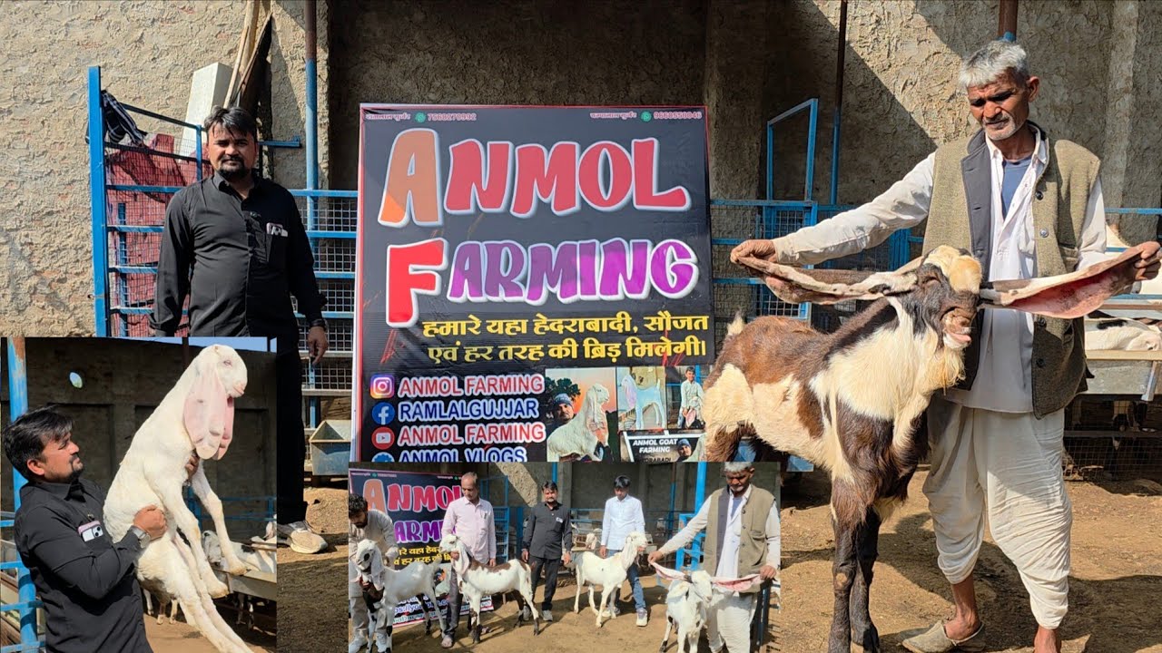 Rajasthan Top Hyderabadi Breeding Setup | Ramlal Gujar Ka Safar | Anmol Farming Bhilwada Rajasthan.