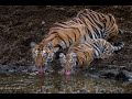 Tigress and her cubs drinking water | Madnapur  Tadoba |