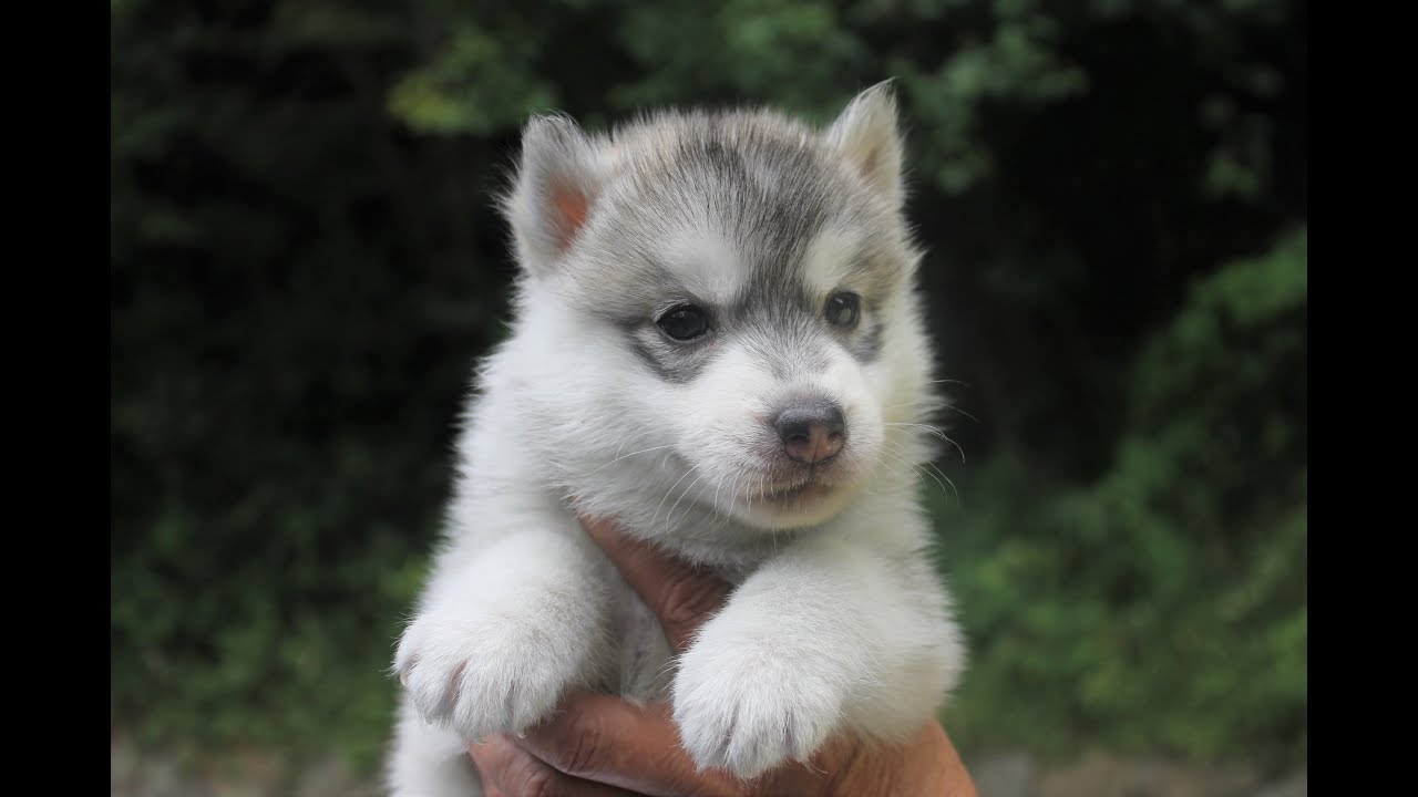 シベリアンハスキー子犬販売情報 優良ブリーダーの子犬販売 パスレルワン