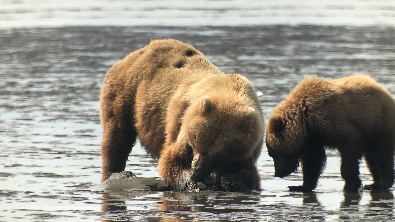 Brown bears vie with wolves for food