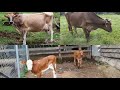 Vacas Lecheras con Cría de 15 a 20 botellas-El Salvador en el Campo
