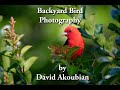 Backyard Bird Photography with David Akoubian