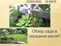 Обзор сада в середине июля!  Хосты, кровохлебки, монарда, синеголовники и мордовники и др.