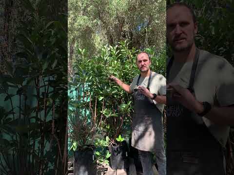 Vídeo: Com és un arbust de viburnum?