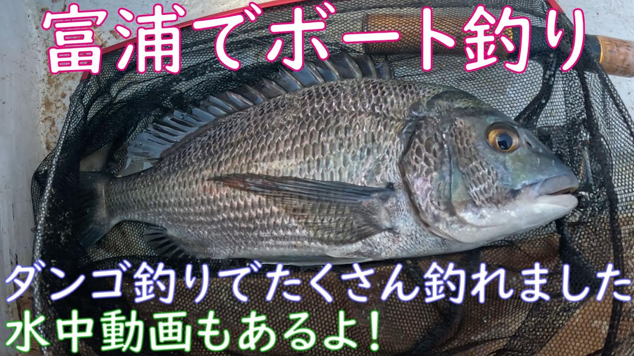 【ボート釣り】【水中動画】ダンゴ釣りでとみうらマリンボートさんで黒鯛を狙ってみた【海釣り】