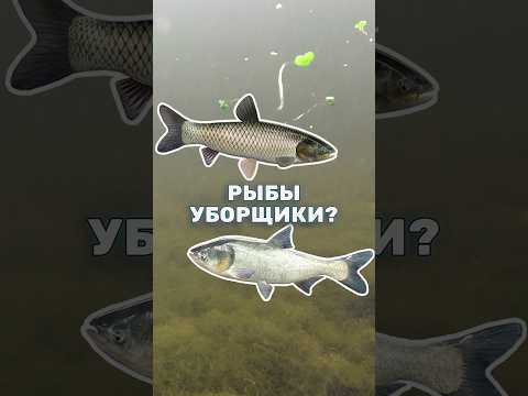 Эти рыбы не помогут в очистке воды пруда, и вот почему.. Белый амур и толстолобик