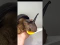 卵を食べるでかすぎるカタツムリ