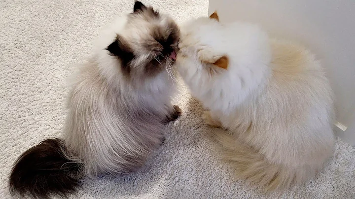 Watch the video about Fat Boy and Drop groom each other!