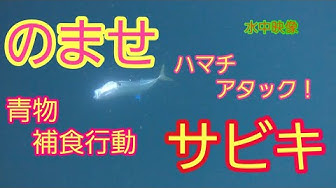 飲ませ Youtube