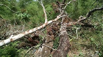 Mus saib peb caum npua teb