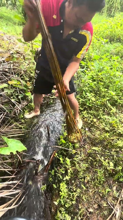 Pasangan Kalak #fishing #bubuikan