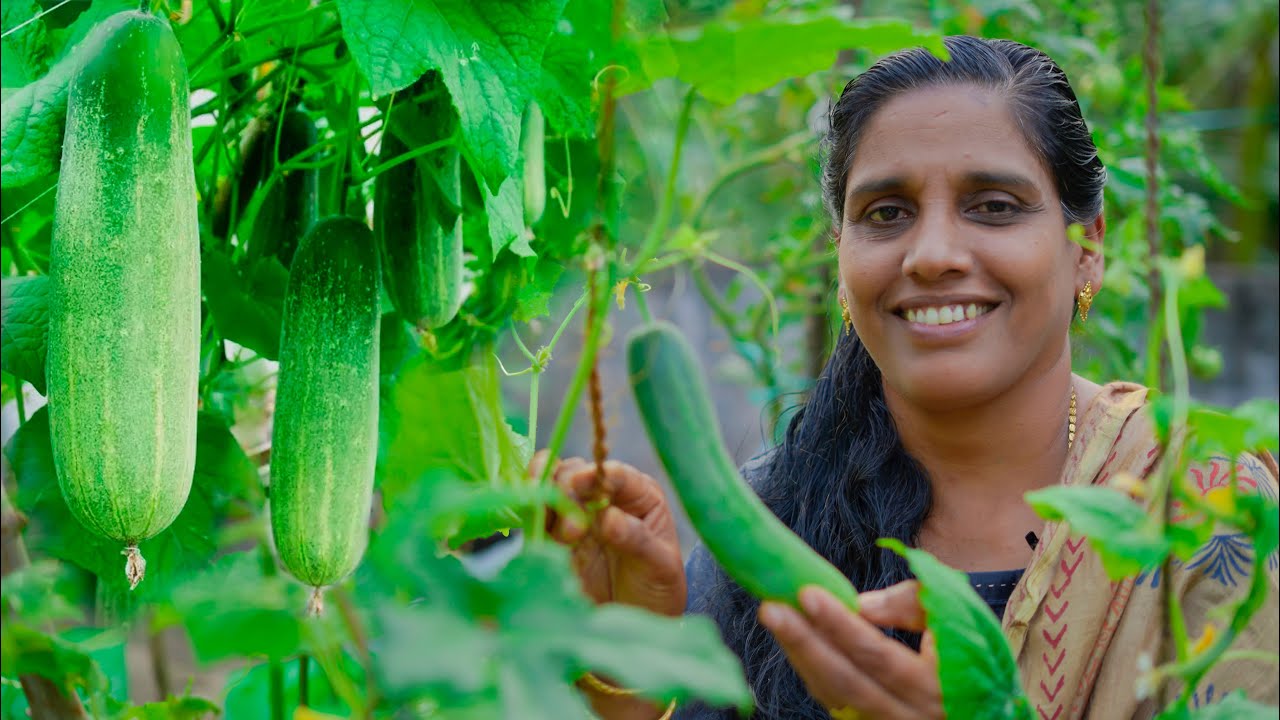 കുക്കുംബർ കൃഷി ചുവട്ടിൽ നിന്നേ പിടിക്കാൻ | Cucumber Krishi in Malayalam | Minis Lifestyle