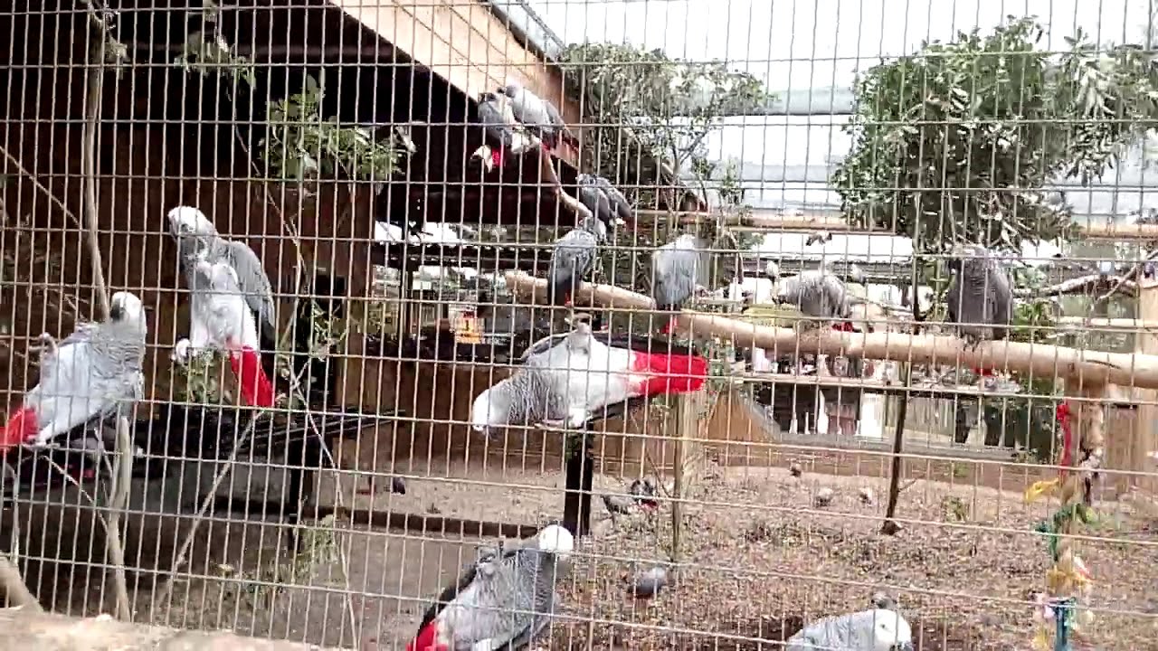 wildlife park 1 wildlife park 1