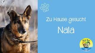 Nala - Zu Hause Gesucht