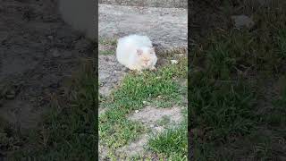 🐾✨❤️💕 #cat #petsempire #catvideos #petshub #pets #cutecat #funny #petsrule #cute #kitten #petmate