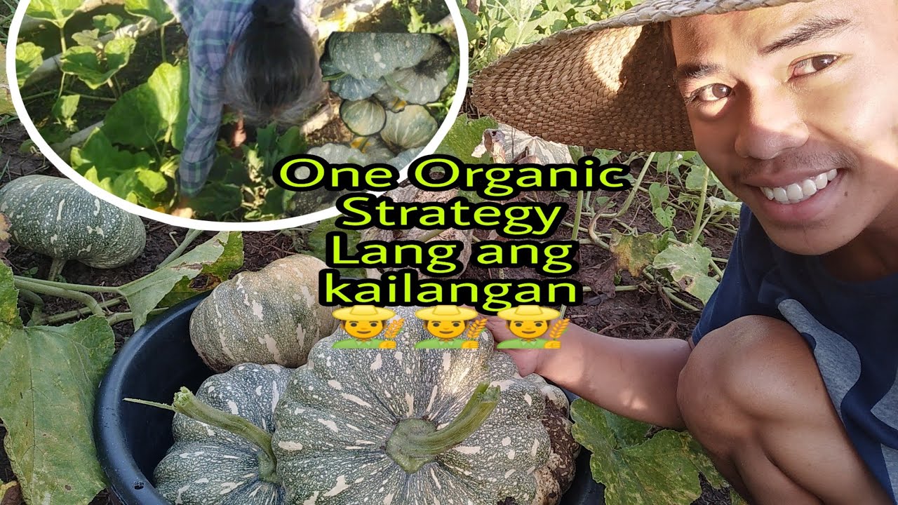 Tips Para Dumami at Lumaki ang Bunga ng Kalabasa|JEREMIAH SANCHEZ VLOG