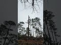 🚨🚨 removed this pine tree that got stuck by lightning. #trees #treechallenge #treeplantation #fyp