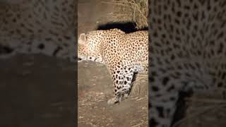 Following a Lepard in the night #reels #reel #wildlife #safari #shorts #leopard #lepard