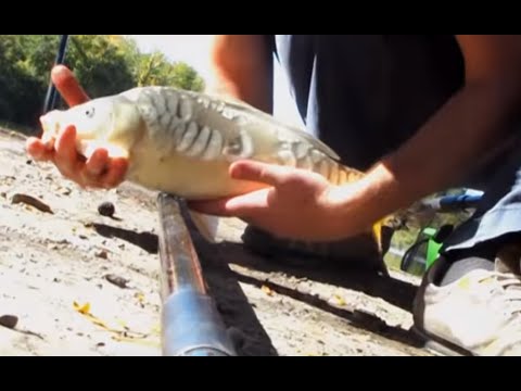 მეთოდ ფიდერით თევზაობა კობრზე - Carp on Method Feeder (Flat) , Georgia, Kakheti