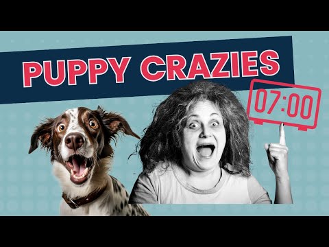 Best Puppy Schedule For a More Relaxed Evening