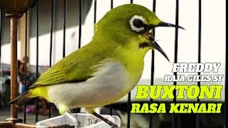 PARUH SOBEK ! BUXTONI Rasa Kenari Amunisi Pleci Baru Freddy RAJA GILES SF