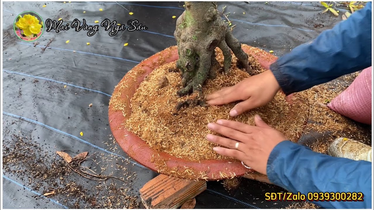 [Chăm sóc mai vàng 2025] Tập 2 - Cách thay chất trồng thay chậu cây mai chi tiết nhất