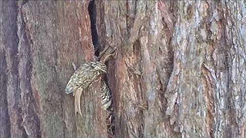 Tree Creeper Nest_