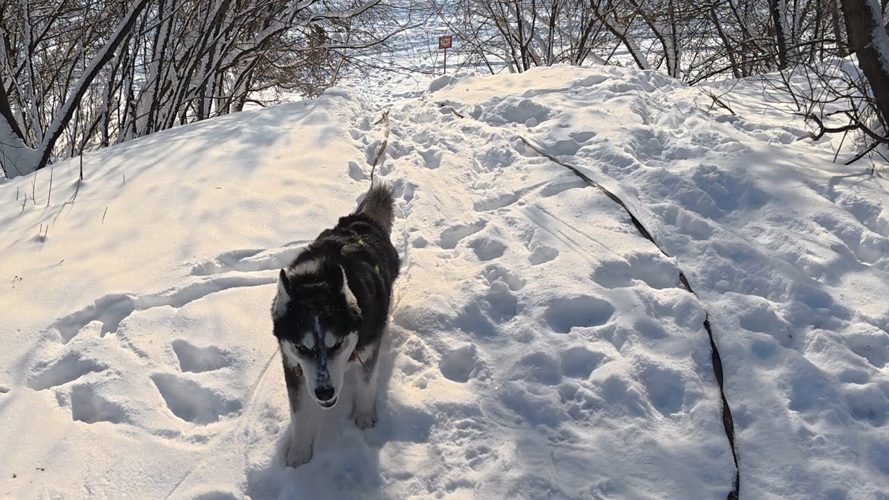 Хаски Дик бежит по горке больше 45 градусов через сугробы). Вес Дика 35кг. 18.01.2026