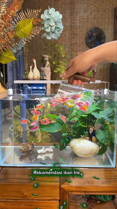 Rekomendasi ikan hias untuk aquarium minimalis #ikanhias #aquariummini #aquascape #ikanglowfish