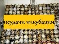 Причины неудач инкубации