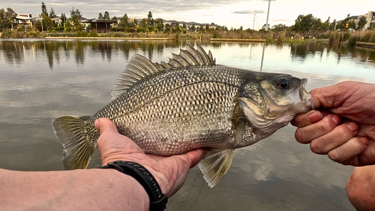 Epic Bass Fishing in Melboune