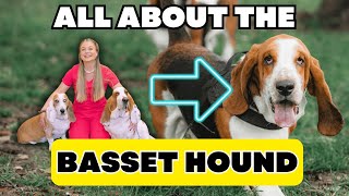 The Basset Hound Dog Breed! | Simply Explained