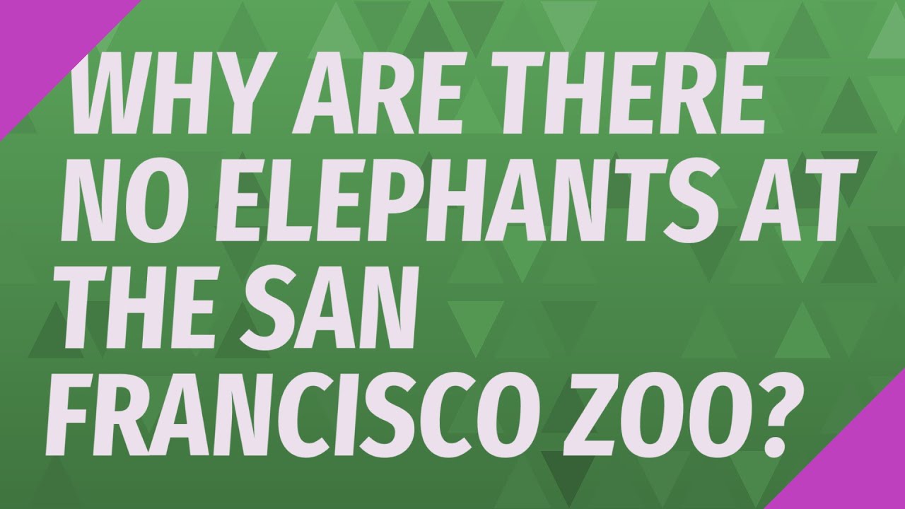 Why are there no elephants at the San Francisco Zoo? YouTube