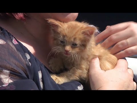 Videó: Pet Scoop: Ritka bagoly, lopott Washington szentélyéből, macska felszabadult a teherautó-motorháztól