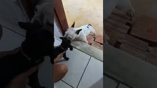 Rescue a puppy on the road #rescue #animals #rescuedog #dog #puppy