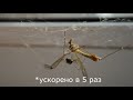 Паук против долгоножки  Spider vs Crane fly