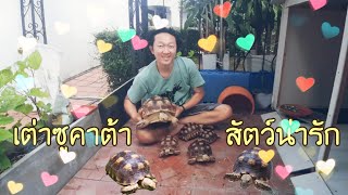 เต่าซูคาต้า (Sulcata Tortoise) สัตว์เลี้ยงแสนน่ารัก