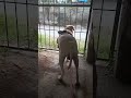 calm but deadly- Sammy #labrador #dog #cricket #football #funnydog #funnydogs #dogshorts #reels#reel