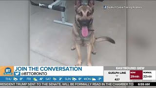 This Puppy Fails Its Service Dog Test