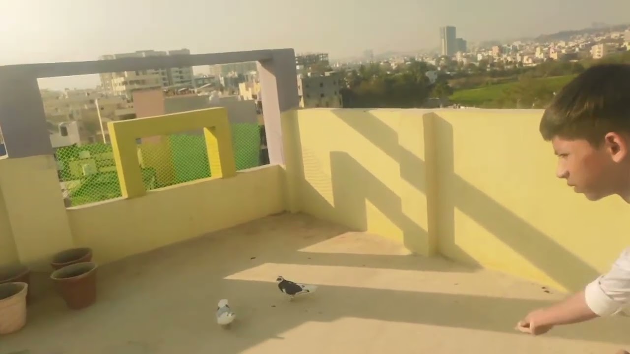 App sab ko mare taraf sa Ramzan Mubarak 🫂#pigeon #trendingvideo #vlog #likeandsubscribe 