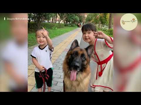 Smart dog in China helps a girl keep a lookout so she can watch TV