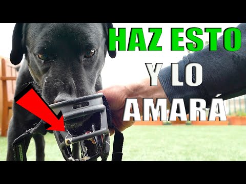 Video: Cómo Ponerle Bozal A Tu Perro