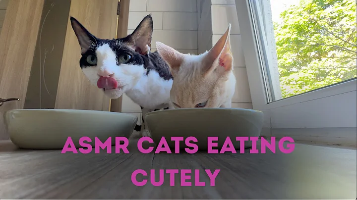 Watch the video about ASMR Cats Eating Cutely 😻 | Funny Devon Rex Duo Jesus & Archangel Munching Sounds