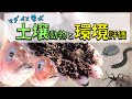 マダイと学ぶ 土壌動物と環境評価 #自由研究 #環境学習