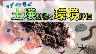 マダイと学ぶ 土壌動物と環境評価 #自由研究 #環境学習