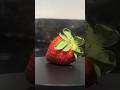 La belleza de una fresa #lostresson #epicvideo