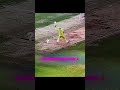 MS Dhoni stumping.