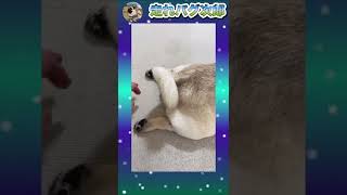 犬の肉球をくすぐってみたTickle dog’s paw pads