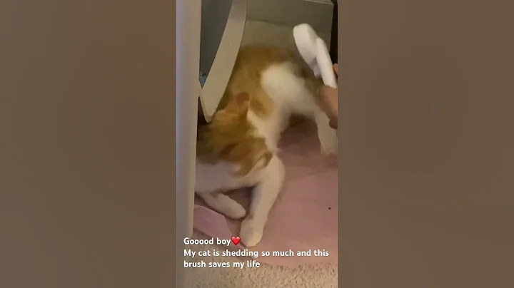 Way to reduce cat shedding