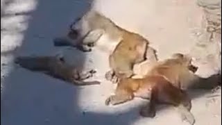 Barabanki  : मोटरसाइकिल की पहिए में फंसा बंदर का वीडियो हुआ वायरल | shorts #Barabanki #shortsvideo